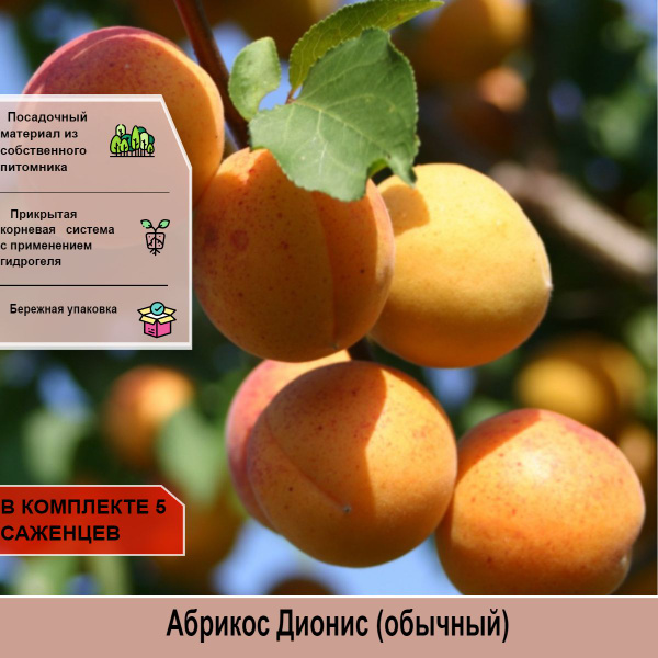 Саженцы абрикос лель. Абрикос сорта снегирек. Абрикос монастырский. Ранний сорт абрикосов. Абрикос мелитопольский ранний описание.