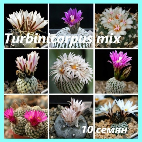 Характеристики Семена кактусов - Turbinicarpus микс - 10 семян ...
