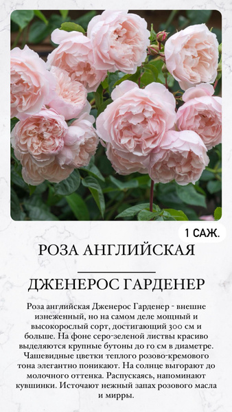 Роза, Роза комнатная Роза1шт - купить по выгодным ценам в интернет ...