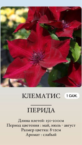 Клематис, Клематисы Клематис1_Перида - купить по выгодным ценам в ...