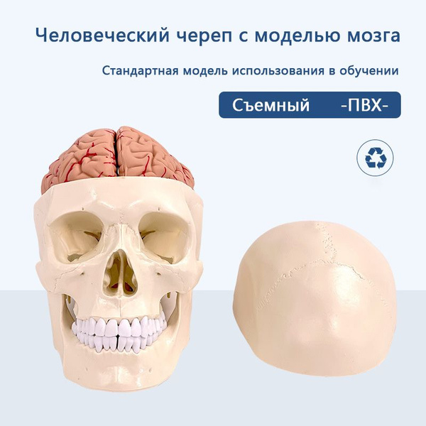 Модель человеческого черепа, череп с анатомической моделью мозга ...
