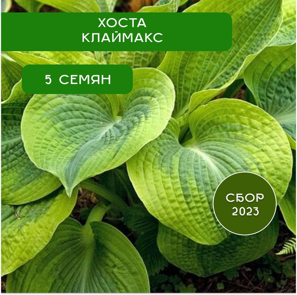 Хосты Хоста - купить по выгодным ценам в интернет-магазине OZON ...