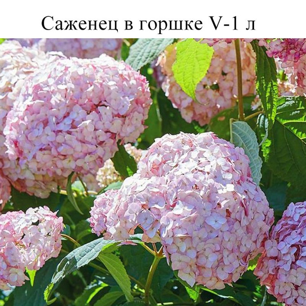 Гортензия древовидная Кандибелле Баблгам V-1 ltr, саженец в горшке 1 шт ...