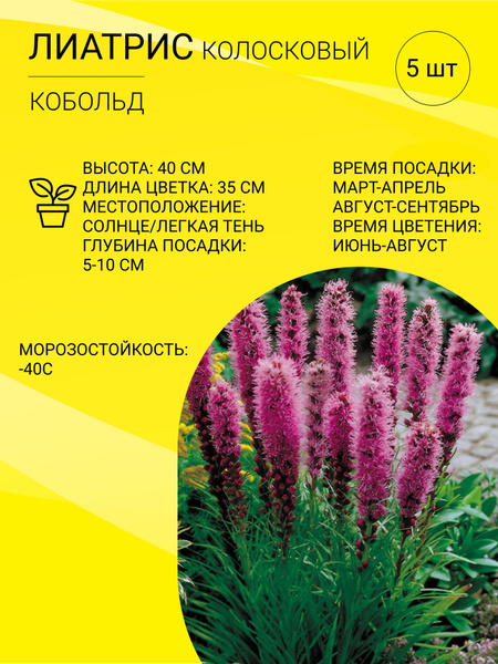 Лиатрис колосковый Блу (в упаковке 10 шт.) l Русские Семена - интернет-магазин.