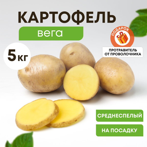 ПРОДАЁТСЯ КАРТОФЕЛЬ. 30руб/кг 89046846441 2023 Задонск - Мой город ВКонтакте