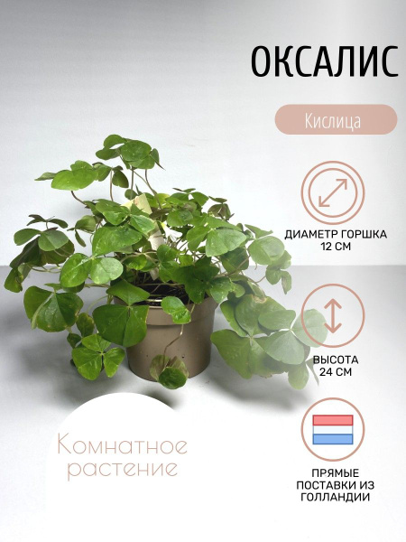 Кислица, Оксалис светло-зеленый, 12 дм, 1 шт - купить по выгодной цене ...