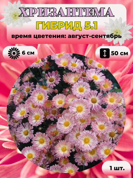 Хризантемы многолетние Magic Garden Хризантема саженец 1 шт. - купить ...
