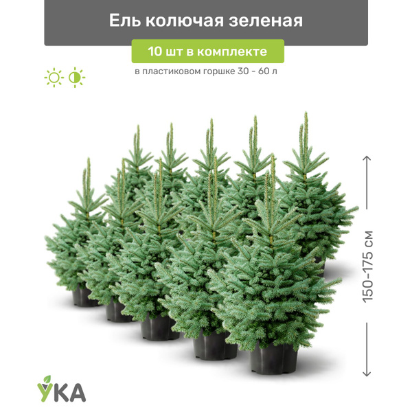Ель колючая зелёная 150-175 см в пластиковом горшке 30-60 л, саженец ...