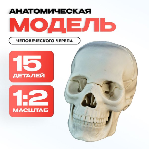 Анатомическая модель черепа разборная - купить с доставкой по выгодным ...