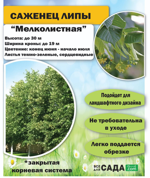 Липа саженец с ЗКС - купить с доставкой по выгодным ценам в интернет ...