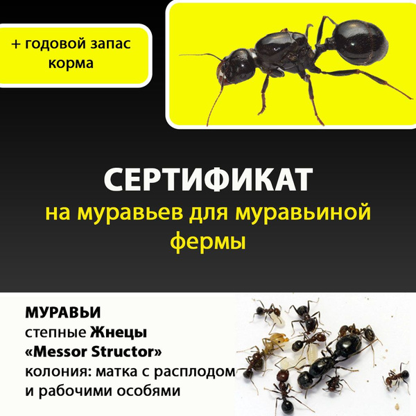 Муравьи для муравьиной фермы - купить с доставкой по выгодным ценам в ...