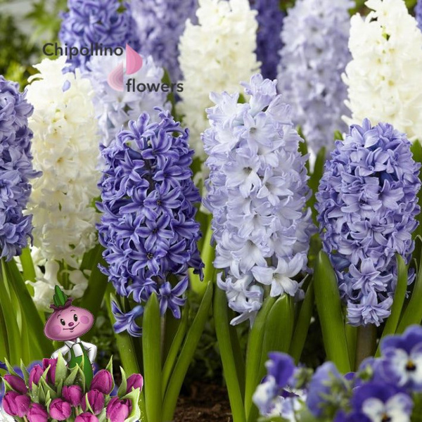 Луковицы Гиацинт Chipollino flowers купить по выгодной цене в интернет ...