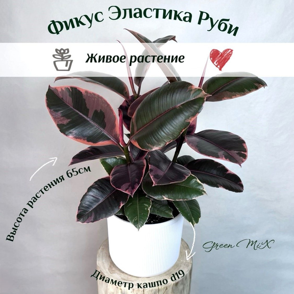 Фикус Фикус Эластика Руби – (Ficus Elastica Ruby) 40см, 19 дм, 08802 шт ...