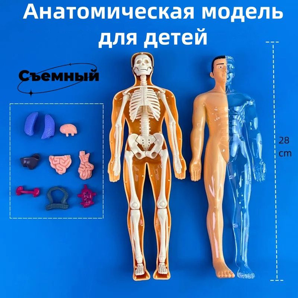 Анатомическая модель для детей "Строение тела человека", с ...