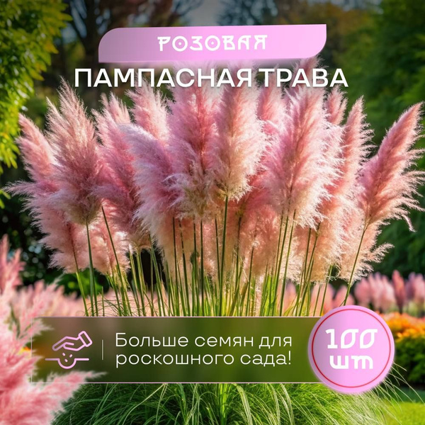 SVN store Пампасная трава кортадерия розовый - купить по выгодным ценам ...