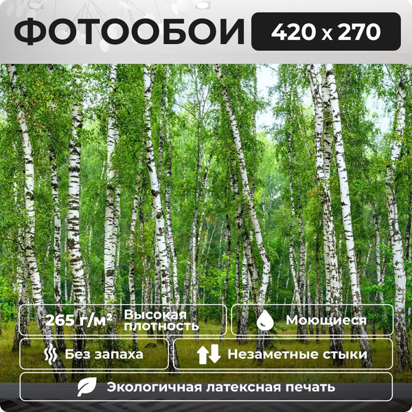 Фотообои 420х270 см Березовая роща / обои флизелиновые на стену в ...