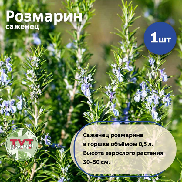Розмарин саженец для выращивания в горшке 0,5 л., 1 шт. - купить с ...