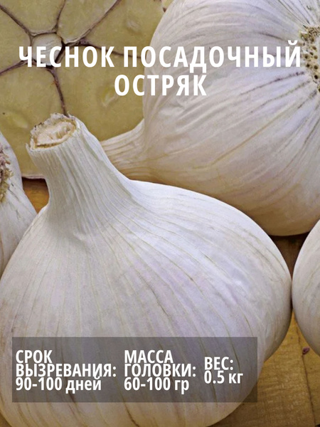 Чеснок чеснок - купить по выгодным ценам в интернет-магазине OZON ...