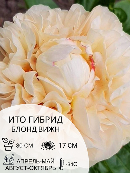 Корень пиона ито-гибрид Блонд Вижн, многолетние цветы, саженец 1 шт ...