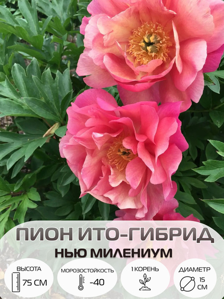 Корень пиона ито-гибрид Нью Милениум, многолетние цветы, саженец 1 шт ...