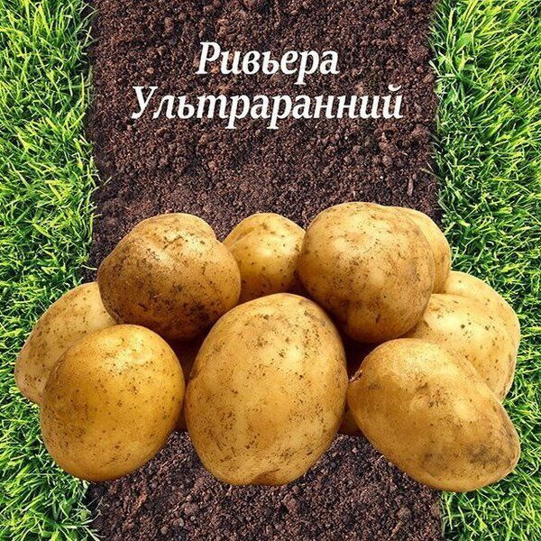 Семенной картофель Ривьера 3кг элита (Кисловодск) купить на OZON по ...