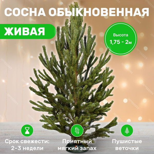 Русская сосна живая новогодняя 1.75 - 2 купить на OZON по низкой цене ...