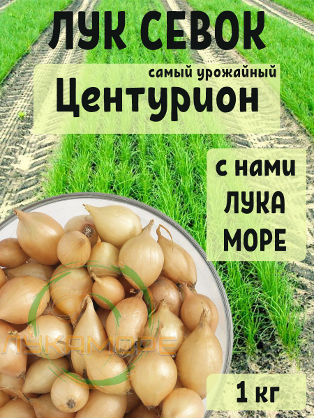 Лук севок Центурион купить на OZON по низкой цене (1764938061)