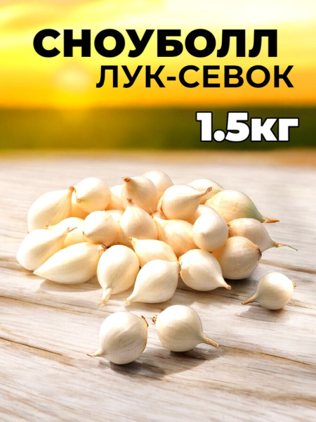 Лук севок для посадки на репку и зелень белый СНОУБОЛЛ купить на OZON ...