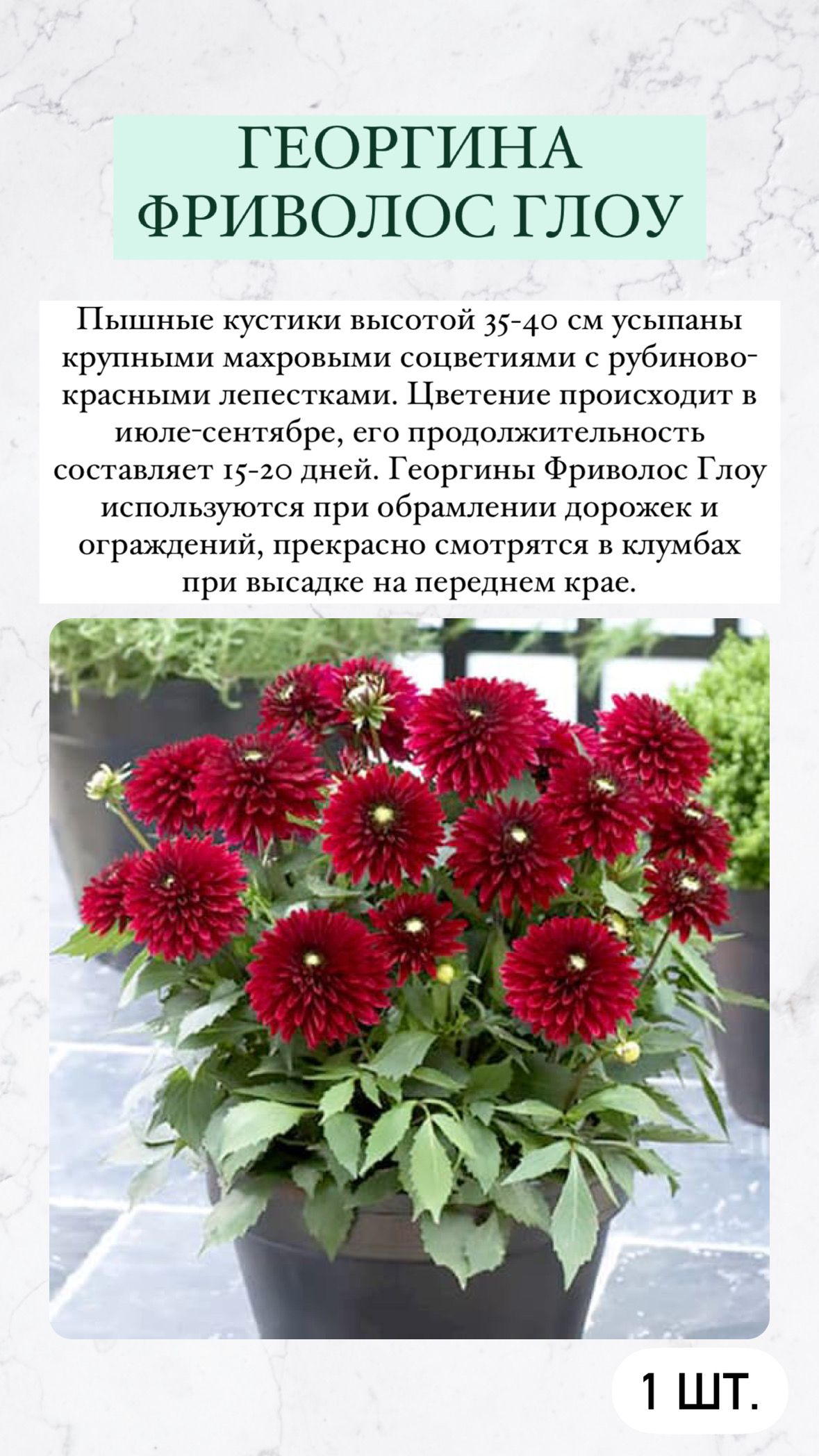 Какие Георгины Можно Купить В Магазине