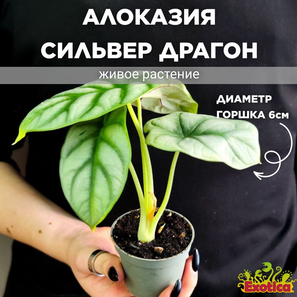 Алоказия Сильвер Драгон (Alocasia Silver Dragon) D6см