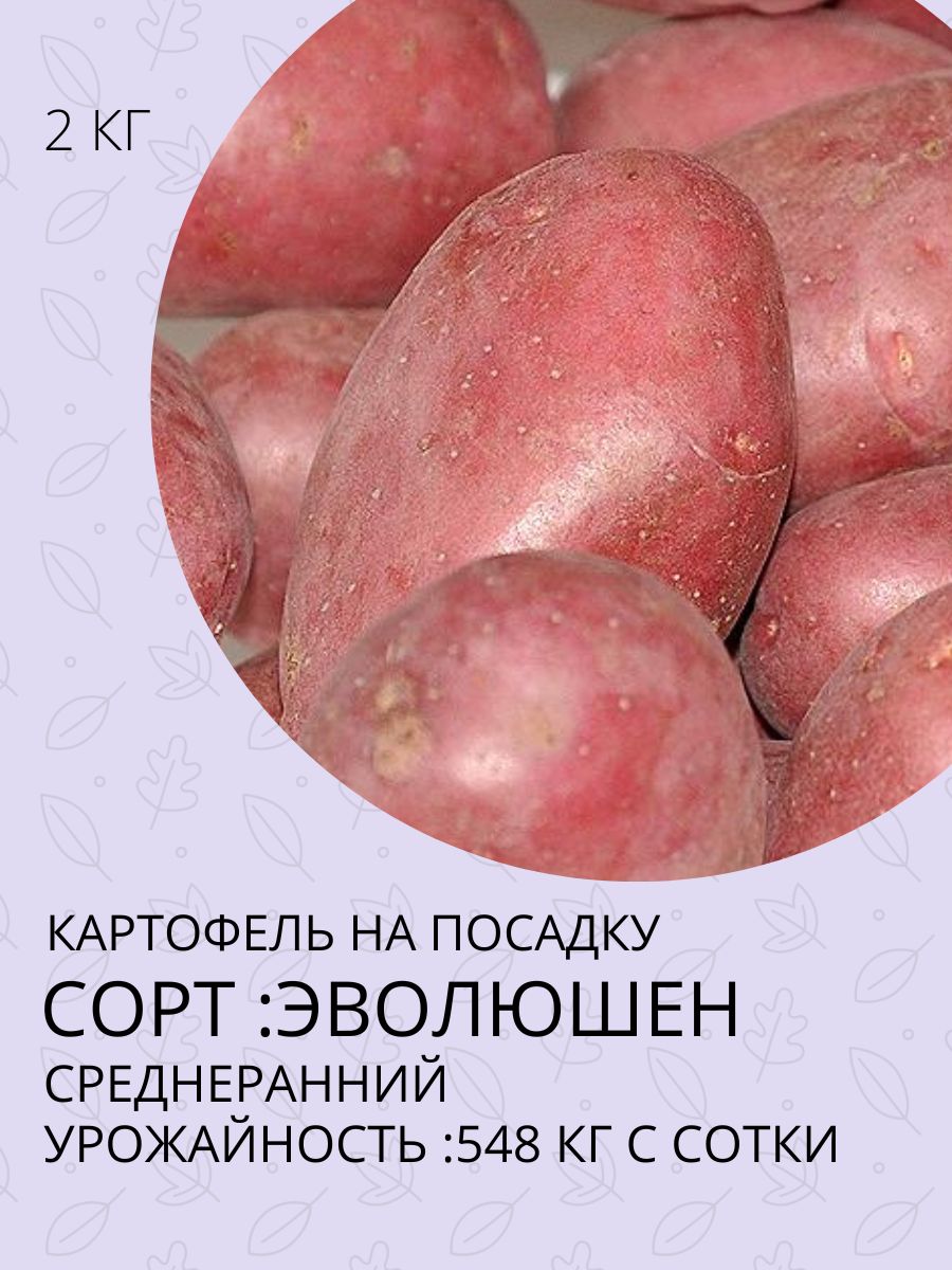 Где В Воронеже Купить Семенной Картофель