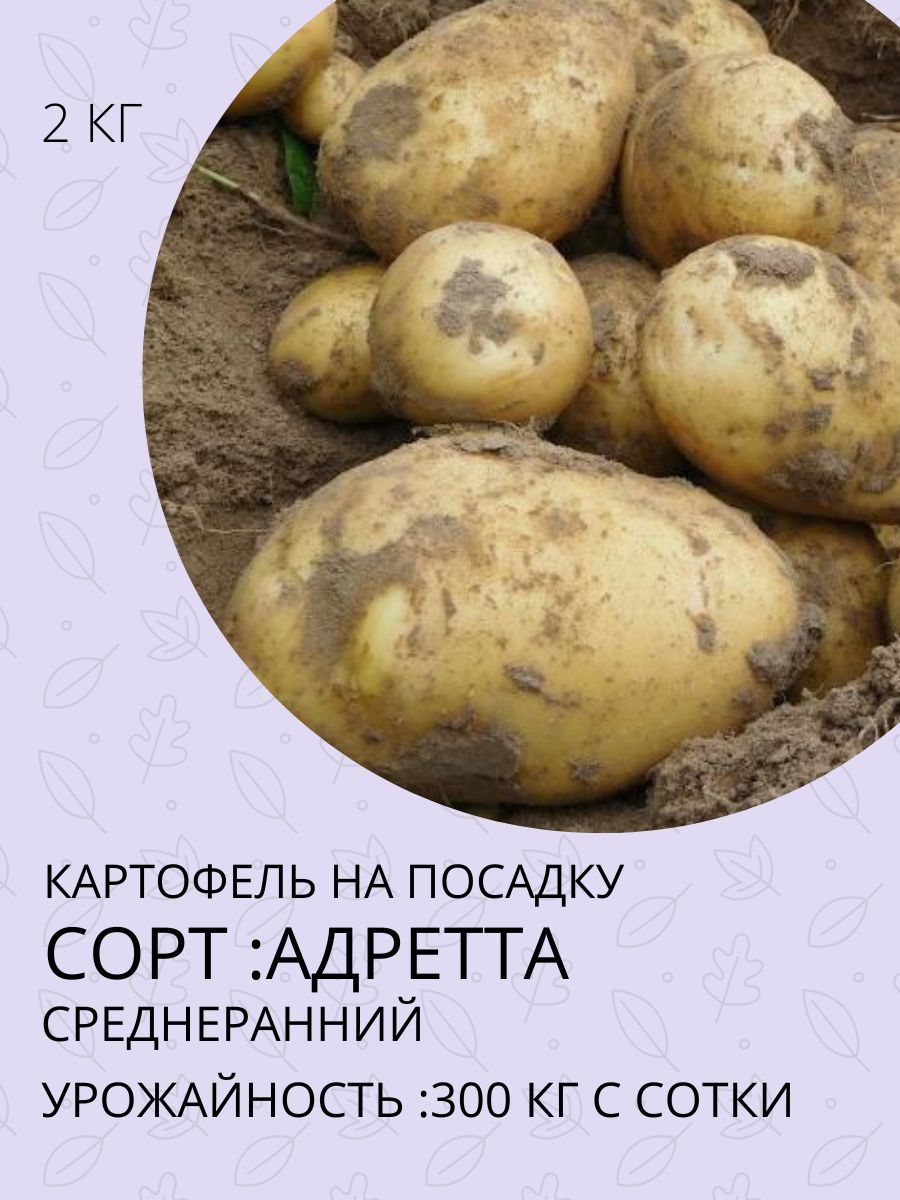 Где Можно Купить Семена Картофеля Сынок Суперэлиту