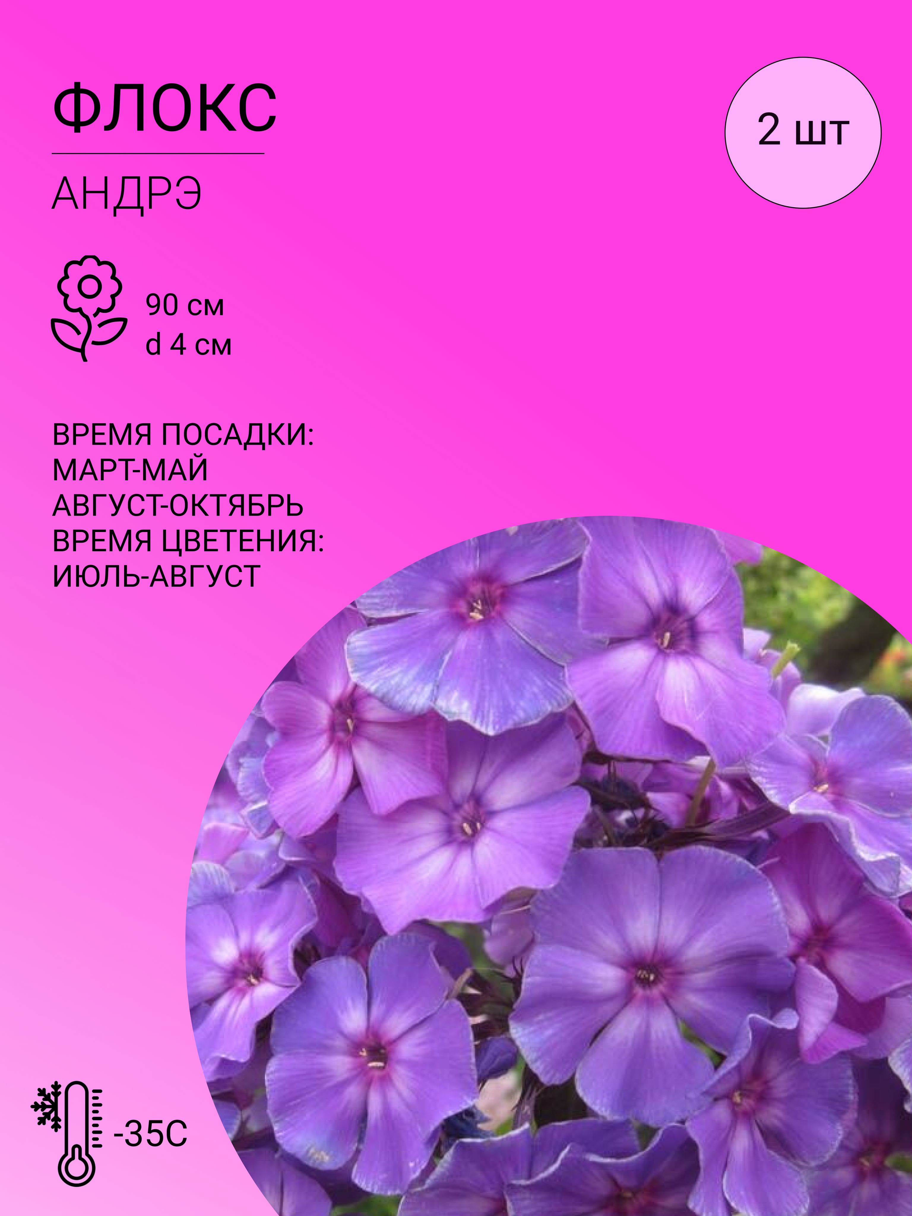 Флоксы характеристика