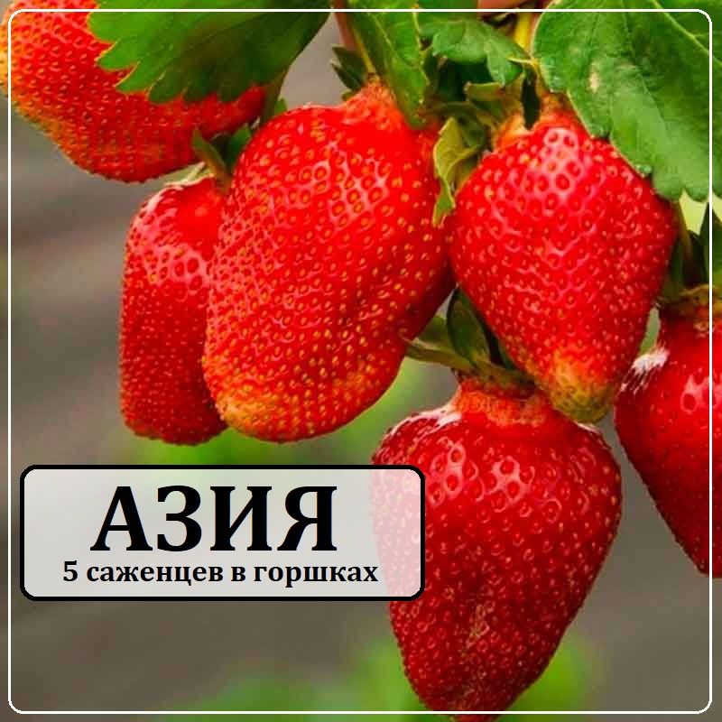 Саженцы Клубники сорт "Азия" 5шт. в горшках Р9, КСД, сорт среднего созревания, комплект из 5 шт. саженцев в горшках