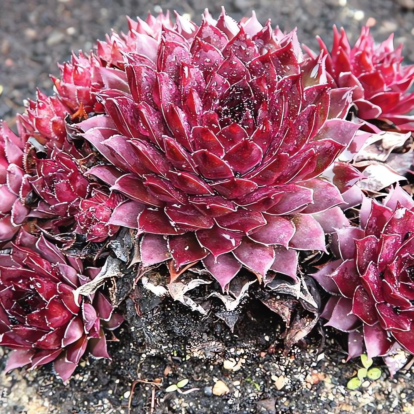 Гибрид граната. Молодило sempervivum cassiopea. молодило гибридное granat. молодило sempervivum country red. молодило sempervivum &#039;othello&#039;.