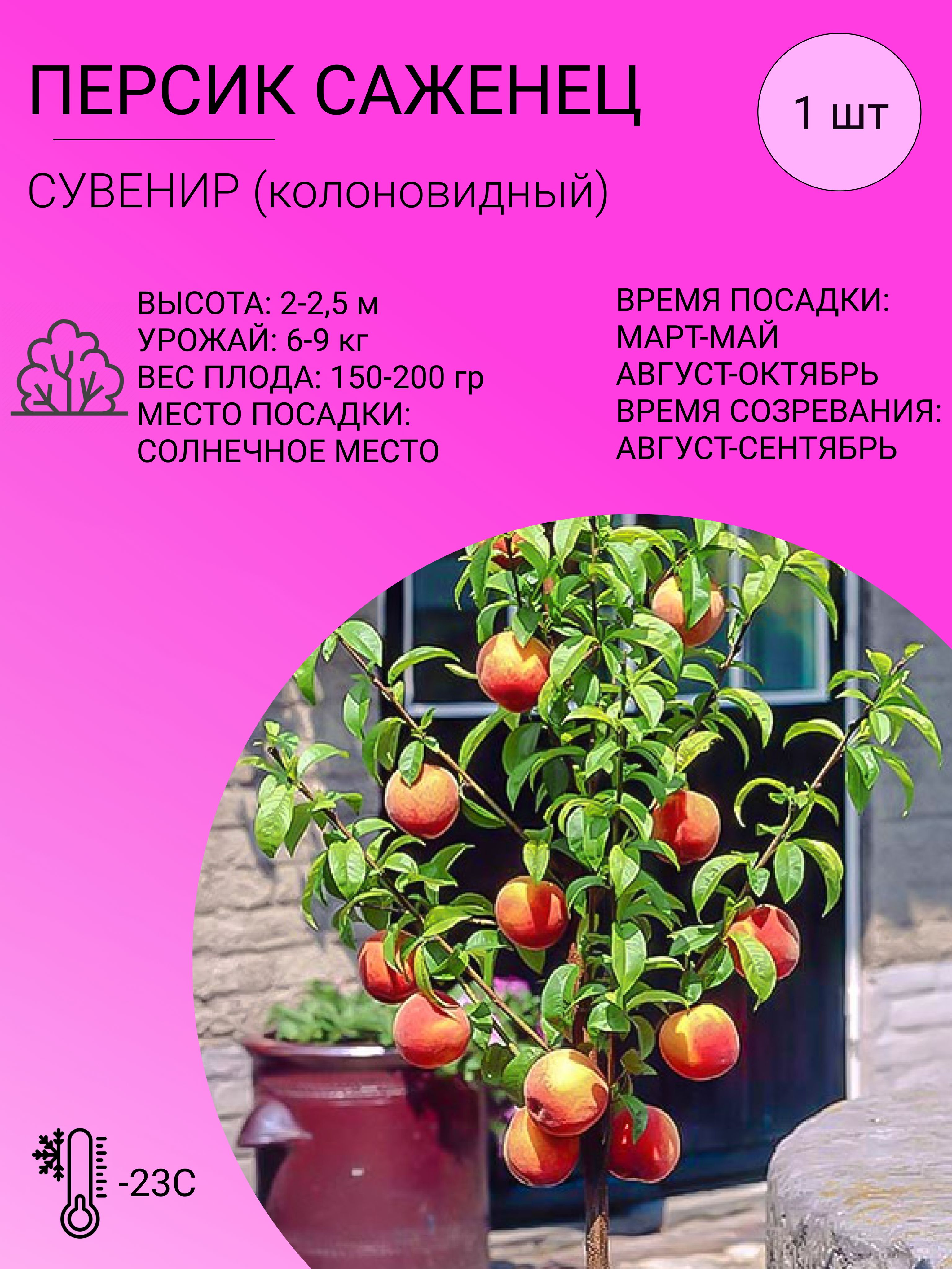 Саженцы Персика Купить В Тамбове