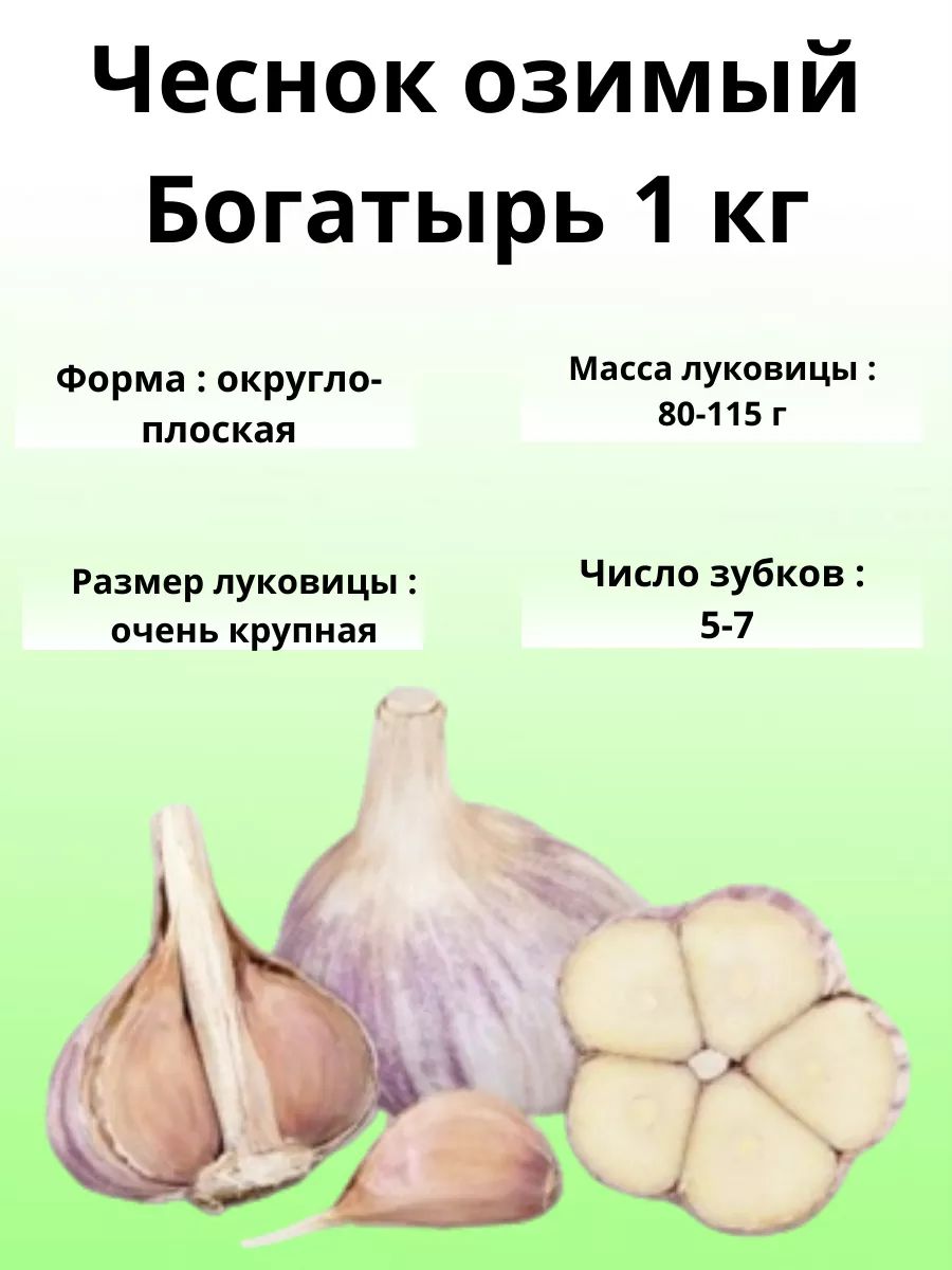 Чеснок Озимый Богатырь 1 кг...