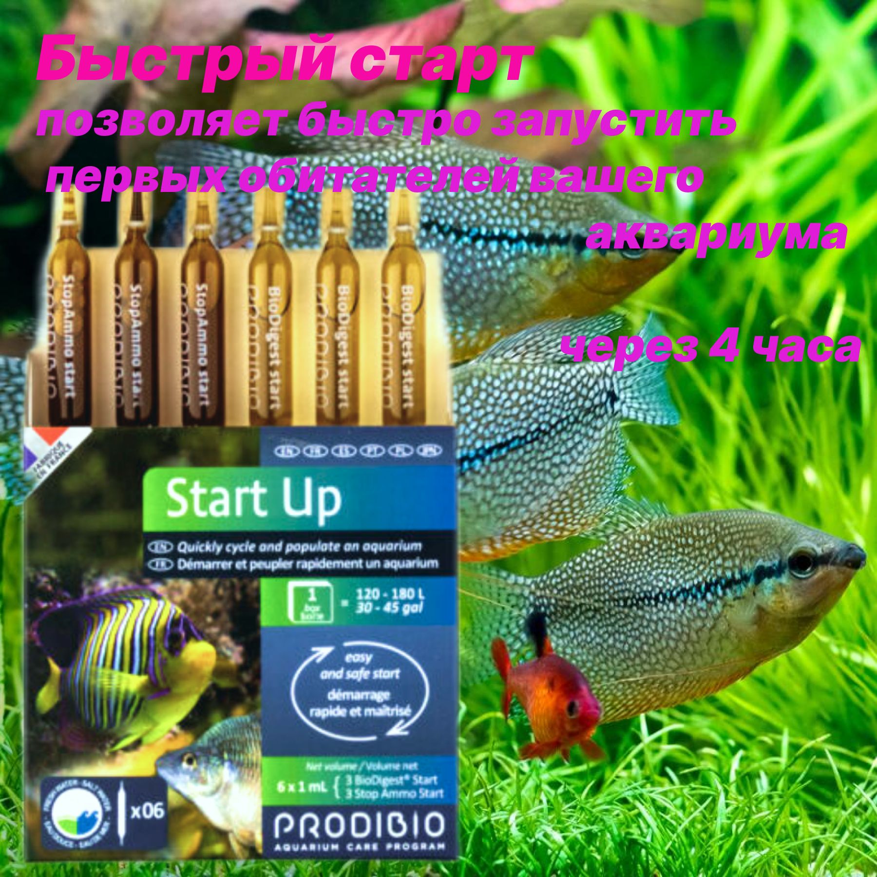 Prodibio START UP 6 ампул набор преп. 3 BIO DIGEST+3 STOP AMMO