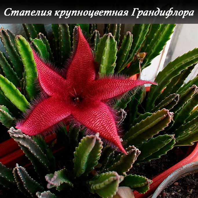 Стапелия крупноцветная Грандифлора (Stapelia grandiflora Mass) комнатное растение саженец