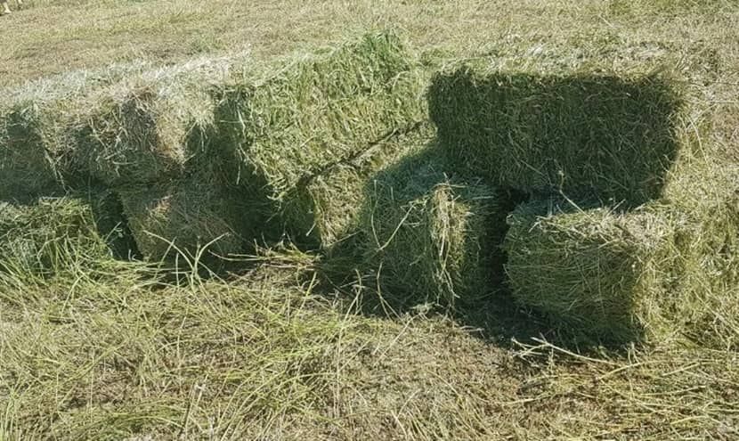 Сено луговое в тюках