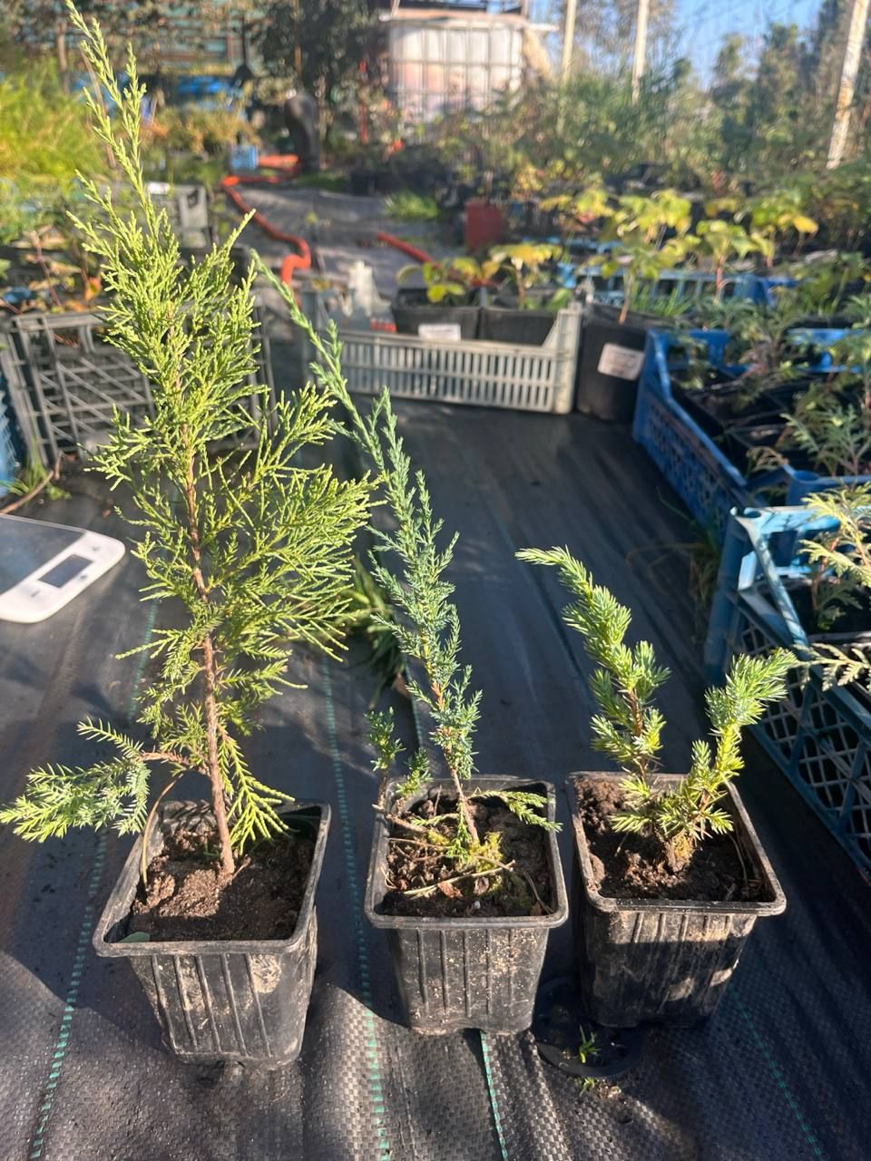 Схема правильной посадки можжевельника с дренажом и мульчированием