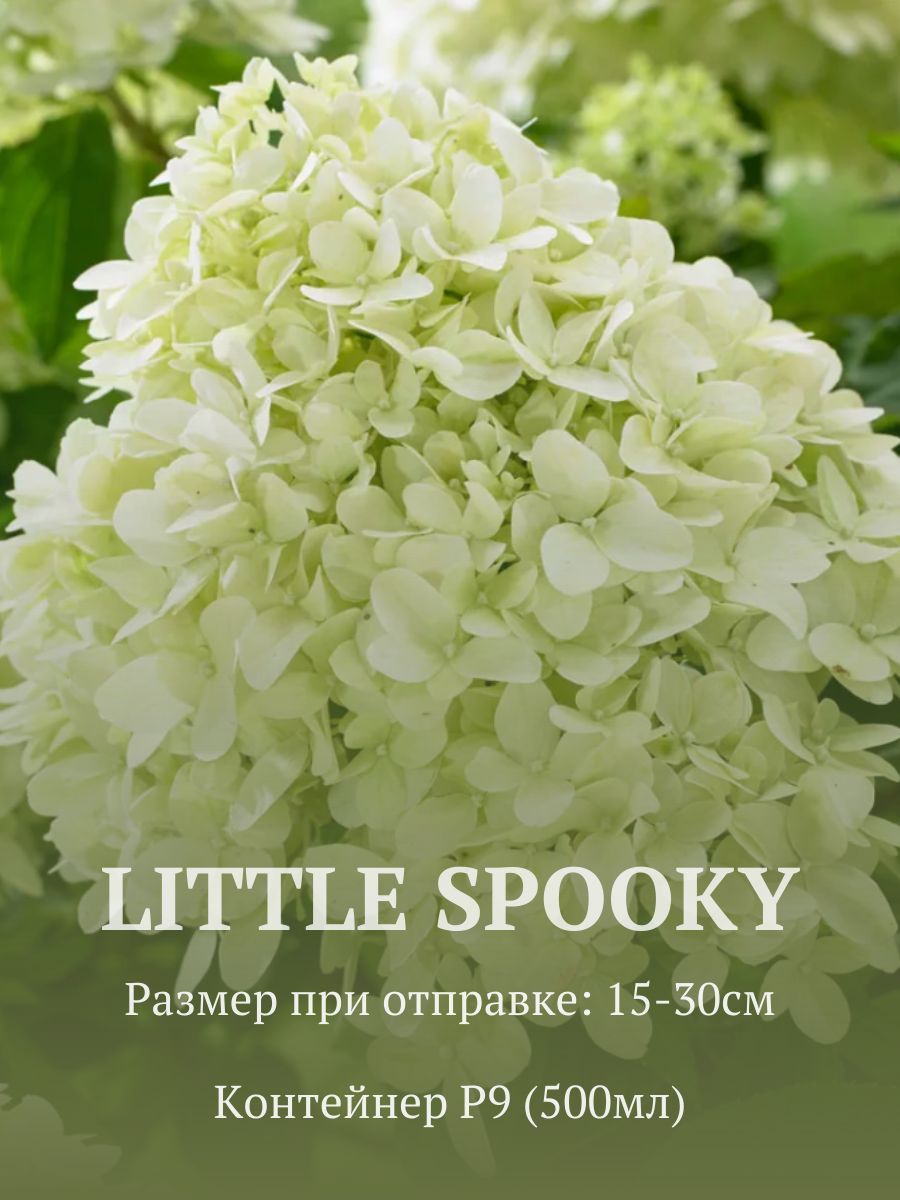 Гортензия метельчатая Литл спуки (Little Spooky) в стакане p9