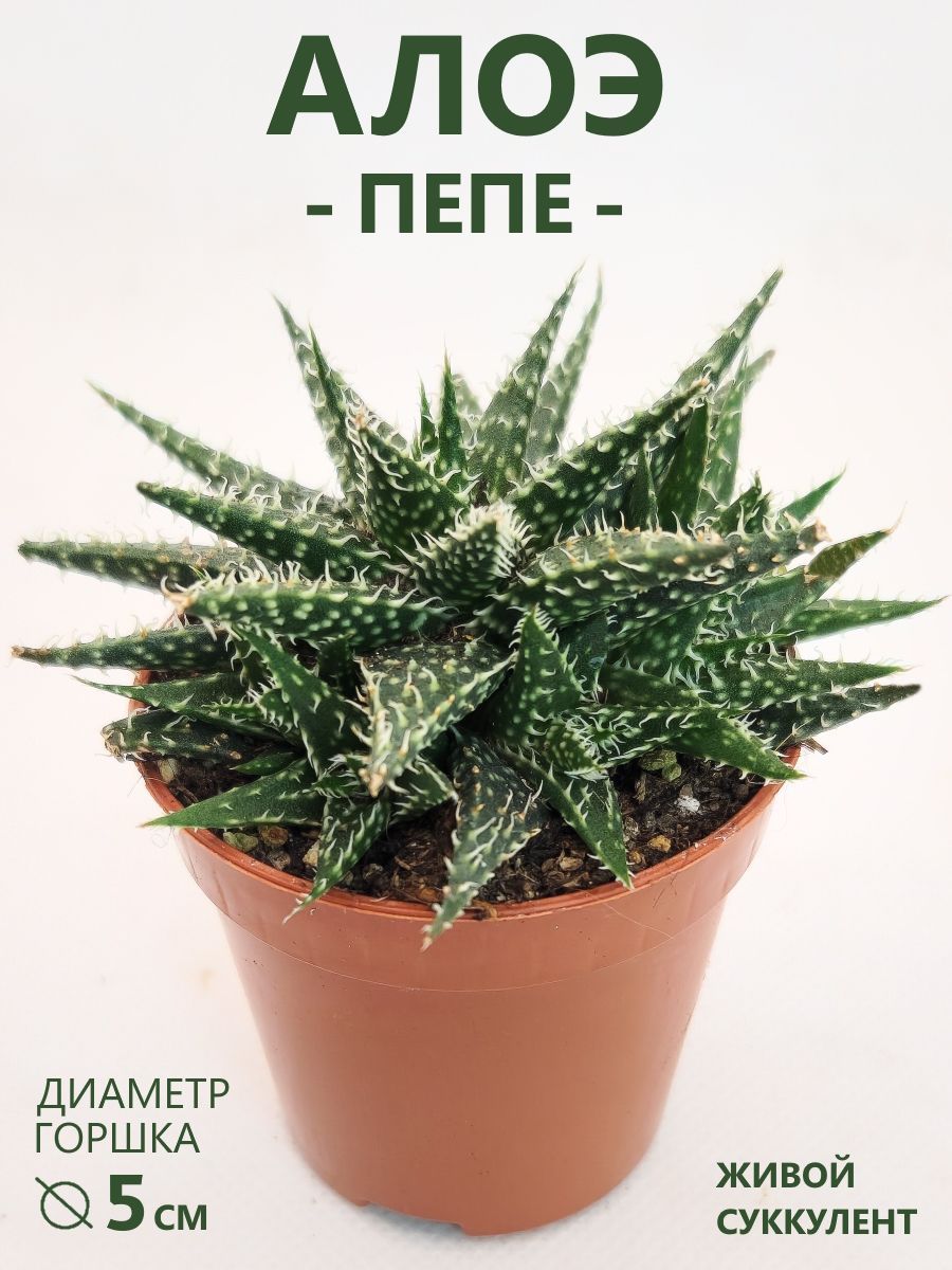 Алоэ Пепе (Aloe Pepe) живой суккулент, D-5