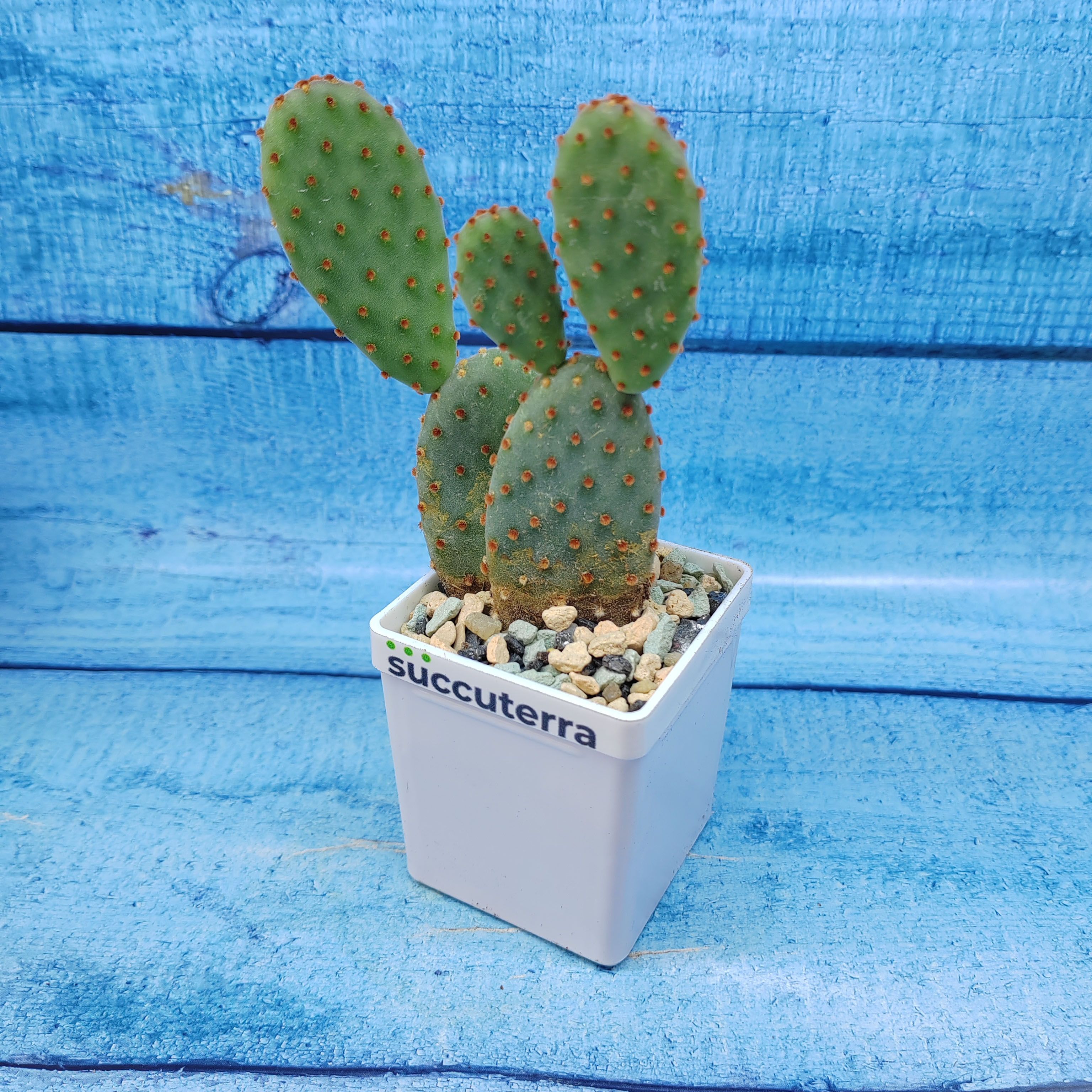 Кактус Opuntia Microdasys Rufida (Опунция). Диаметр горшка 5 см. Субстрат Succuterra Classic и фирменный горшочек в комплекте.