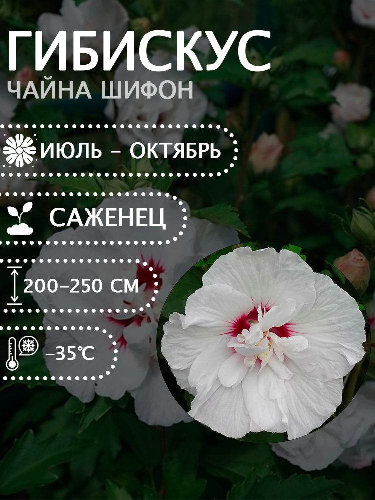 Гибискус сирийский "Чайна Шифон" саженец.