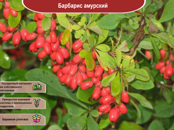 Барбарис обыкновенный Саженцы плодовые разное. Плодово-ягодные луковицы, рассада