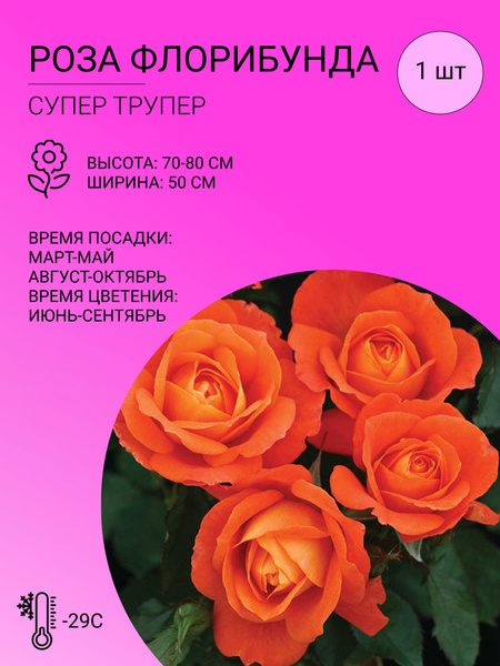 Роза роза флорибунда - купить по выгодным ценам в интернет-магазине ...