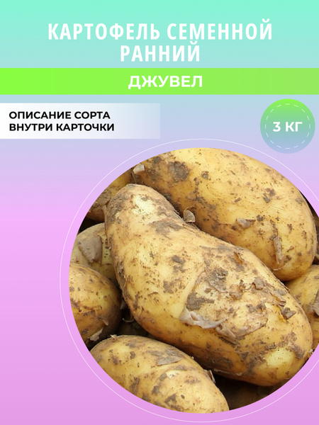 Клубни Картофель купить по выгодной цене в интернет-магазине OZON ...