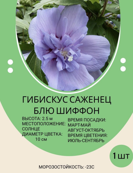 Гибискус Гибискус - купить по выгодным ценам в интернет-магазине OZON ...