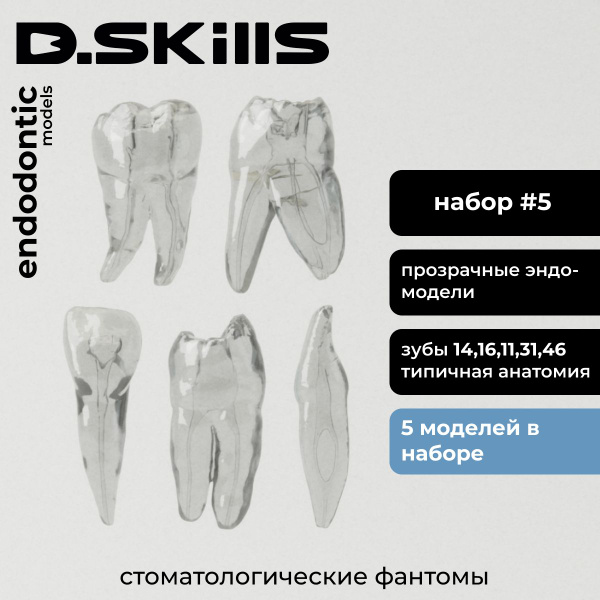 Набор #5 Эндодонтические модели зубов (эндоблоки прозрачные), 5 шт ...